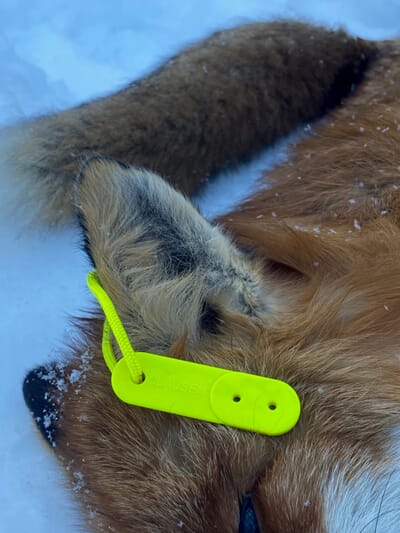 996217 00252_CLAUSEN_PREDATORCALL_5_MUSEPIP__1.jpg